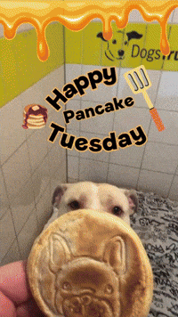 Rescue Dogs Gobble Up Pancake Treats on Shrove Tuesday