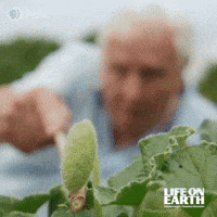 David Attenborough Oops GIF by PBS