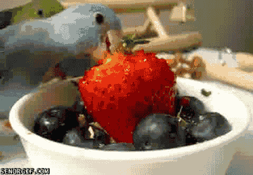 parrot GIF by Cheezburger