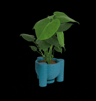 MuyBonito plants plantas monstera bonito GIF