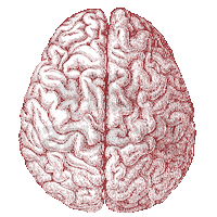 big brain Sticker by The University of Chicago