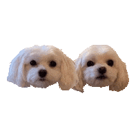 Brother Twinning Sticker by DopeDog