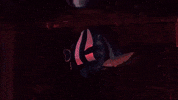 Drama Singing GIF