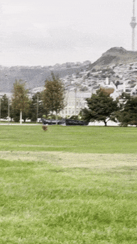 gonzotheborzoi meme puppy gonzo dogmeme GIF