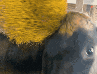 Happycow GIF by Organic Valley