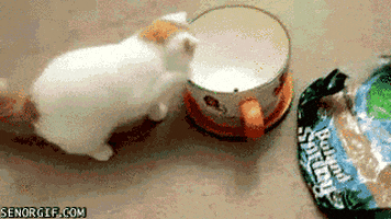 puppy bowl GIF