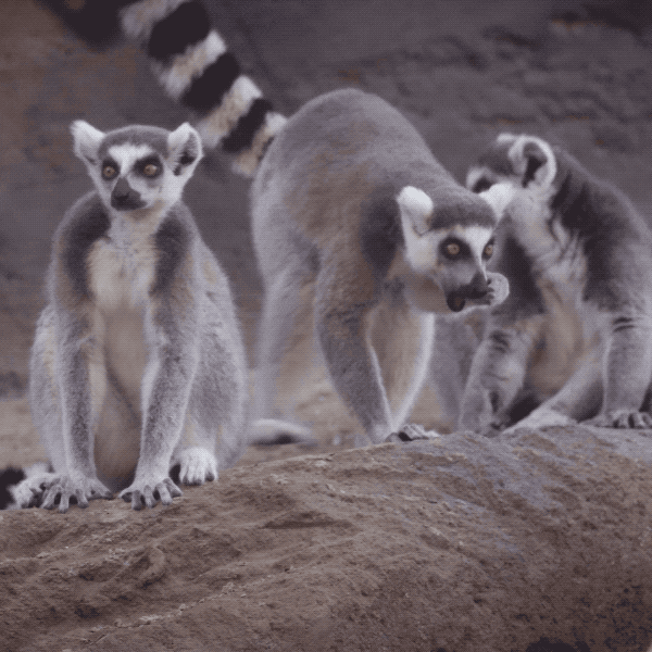 happy safari park GIF by San Diego Zoo