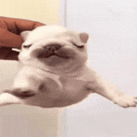 Pibble GIF