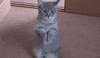 cat would GIF