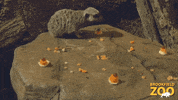 Cute Animals Eating GIF by Brookfield Zoo