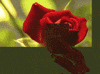 Valentines Day Rose GIF
