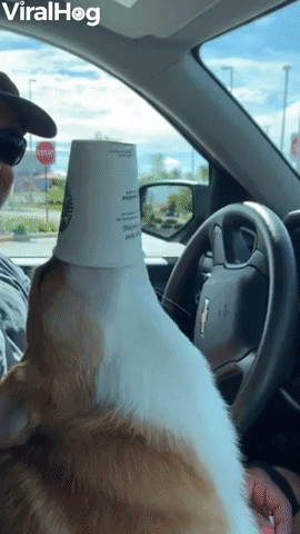 Corgi Cant Get Enough Of His Pup Cup GIF by ViralHog