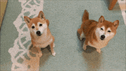 puppy playing GIF