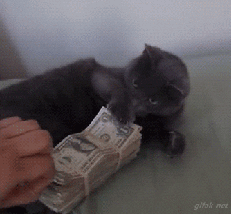 Video gif. A gray kitten guards a banded stack of money from an invading human hand with a sassy swat.