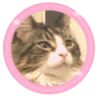 Cat Sparkle Sticker