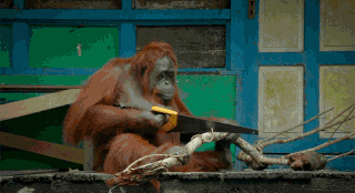 use becomes GIF