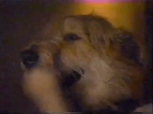 Scared Dogs GIF