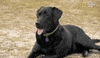 season 8 DRPOL GIF by Nat Geo Wild 