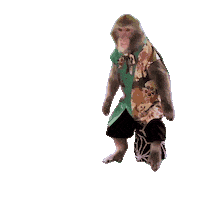 Fun Monkey Sticker