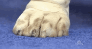 national dog show 2018 GIF by NBC