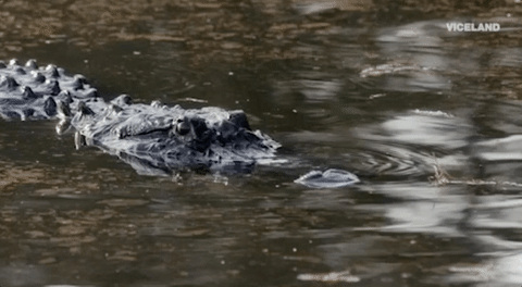 viceland GIF by Dead Set on Life