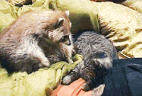 hug GIF