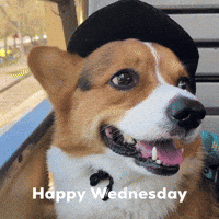 Dog Corgi GIF