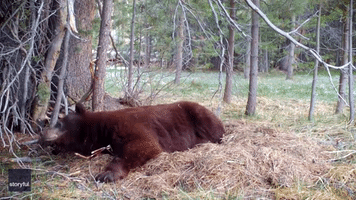 Bear Enjoys Leisurely Wake Up in South Lake Tahoe Woods