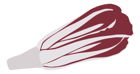 Radicchio Di Treviso Sticker