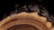 one strange rock GIF by National Geographic Channel