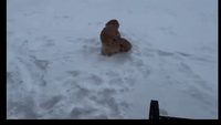 Golden Retriever Digs for Ball in Nebraska Snowstorm