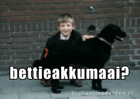 Pet The Dog GIF by Brabant in Beelden