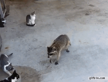 raccoon thief GIF