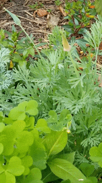 Luck Of The Irish Summer GIF