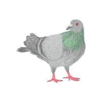 Bird Pigeon Sticker