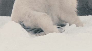 san diego zoo GIF