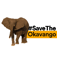 Elephant Act Now Sticker by Re:wild