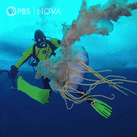 Pbs Biology GIF by WGBH Boston