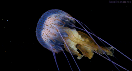 jellyfish GIF by Head Like an Orange