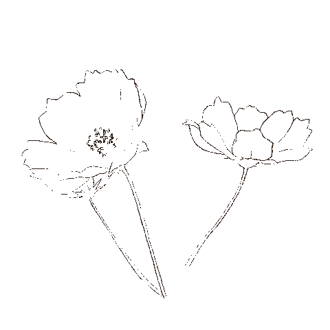 grintealatte flower flowers swaying jireh Sticker