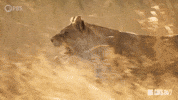 Angry Season 2 GIF by PBS