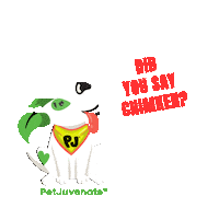 Did You Say Chimken Pj Petjuvenate Sticker by PetJuvenate - PJ