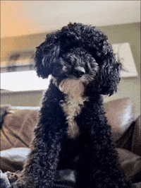 Excuse Me Seriously GIF