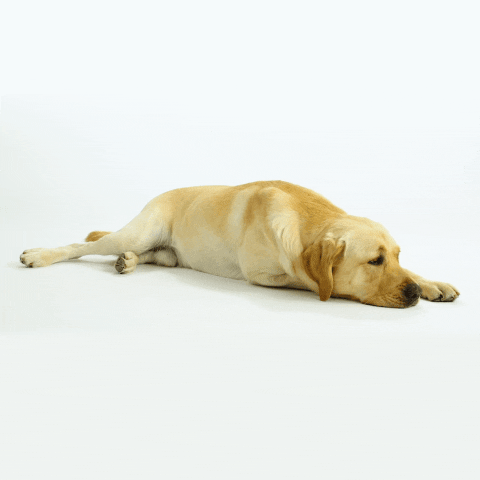 kngfgeleidehonden giphyupload dog tired sleep GIF