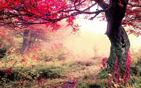 maurizio49 giphygifmaker natura GIF