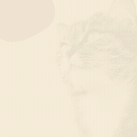 International Cat Day GIF by SoyKitty