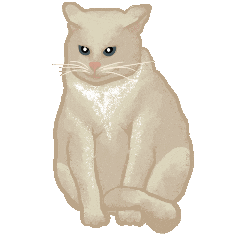 Cat Kitty Sticker