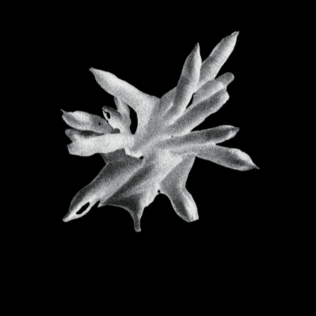ilmio giphygifmaker GIF