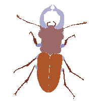 Stag Beetle Bug Sticker
