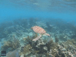Hungry Sea Turtle Chomps on Jellyfish